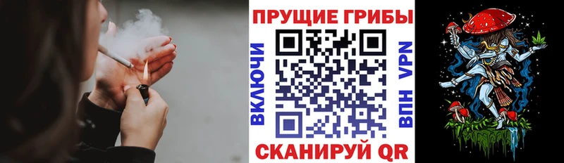 магазин    Шадринск  Галлюциногенные грибы Cubensis 